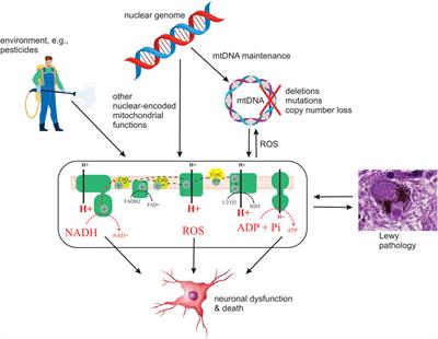 Mitochondrial Respiratory Chain Dysfunction—A Hallmark Pathology of Idiopathic Parkinson’s Disease?